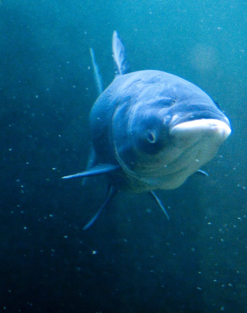 Asian Carp