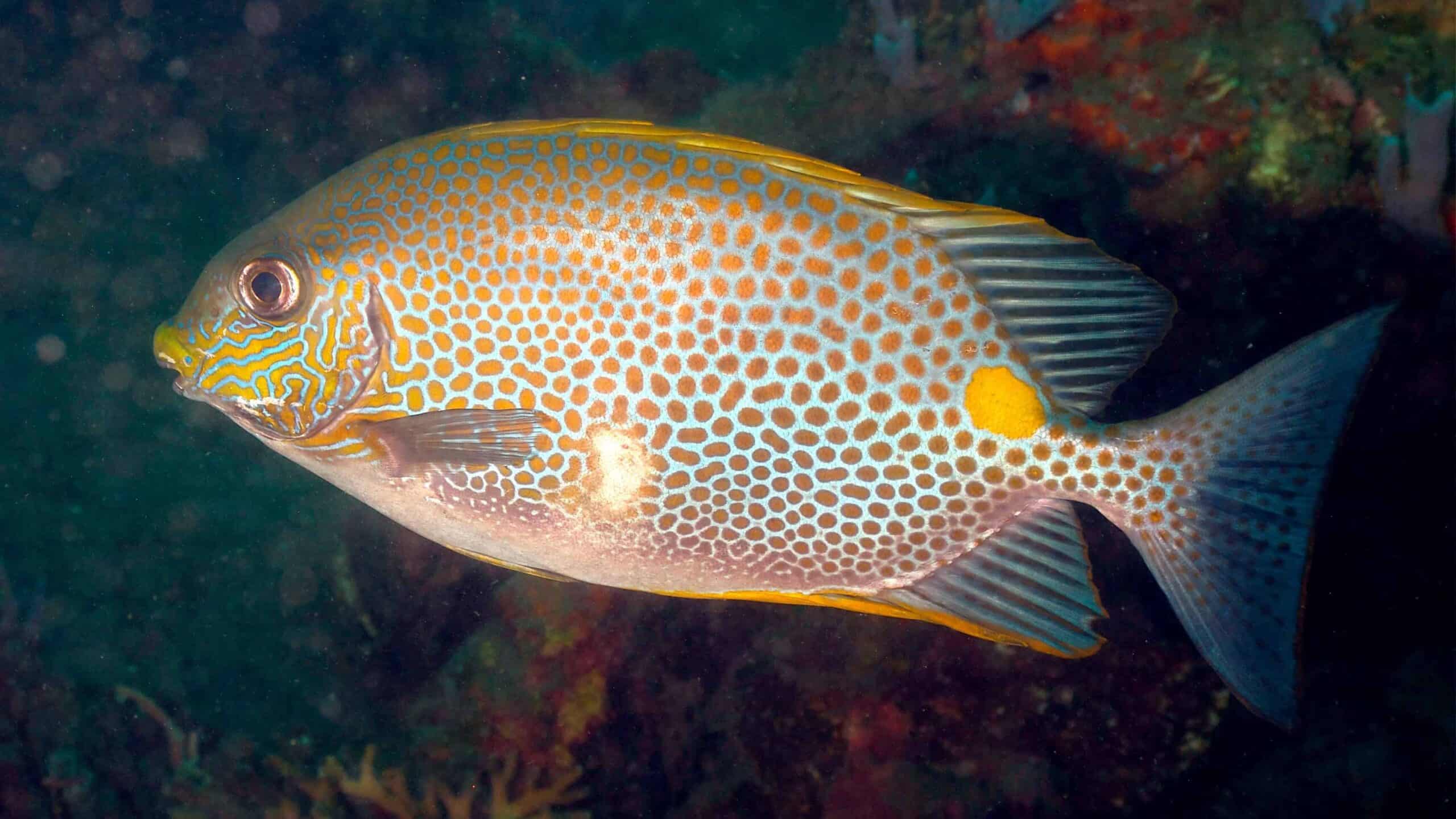  A vibrant Rabbitfish swimming in the coral, showcasing its round body and distinctive pattern of small spots, resembling a rodent-like face.