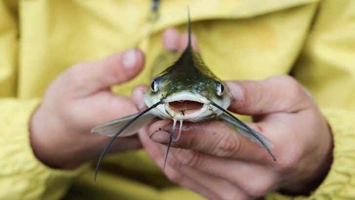 20 Most Mysterious Creatures Spotted in the Wild