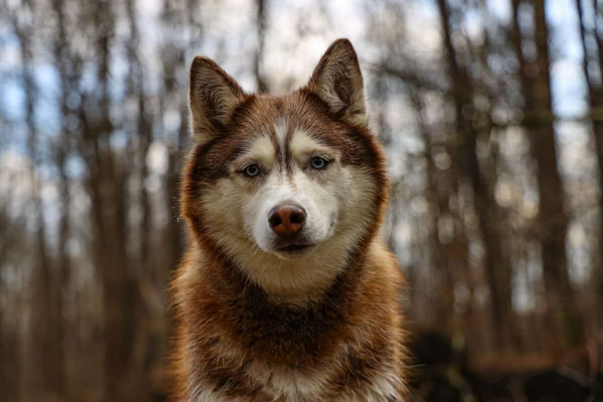 A stunning Siberian Husky gazes intently in a serene forest setting.