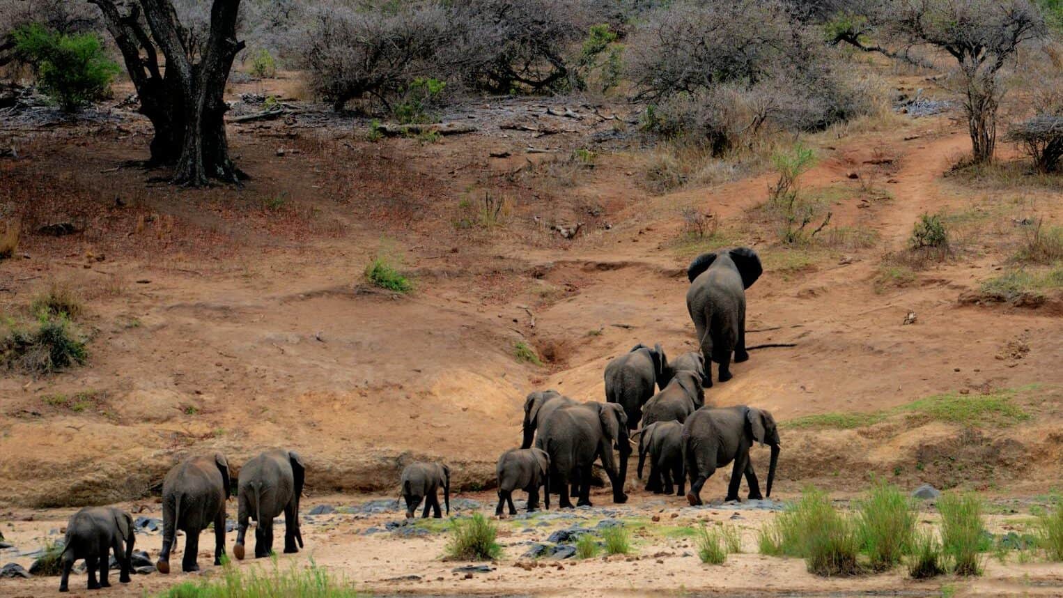 A group of African forest elephants walking through a dry landscape, with several adult elephants and calves moving together as a family.