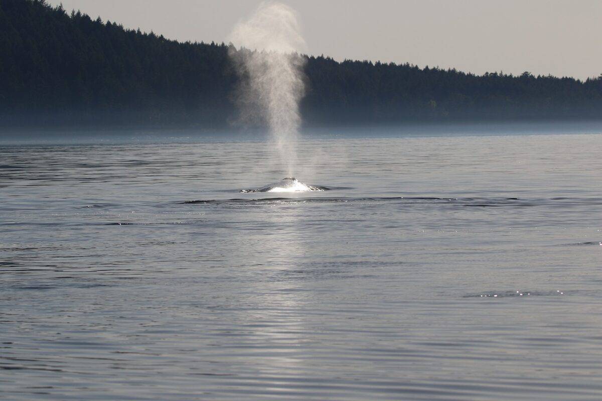 humpback whale, blow, water, sea, whale, animal, ocean, nature, pacific, vancouver island, british columbia, whale, whale, whale, whale, whale, vancouver island