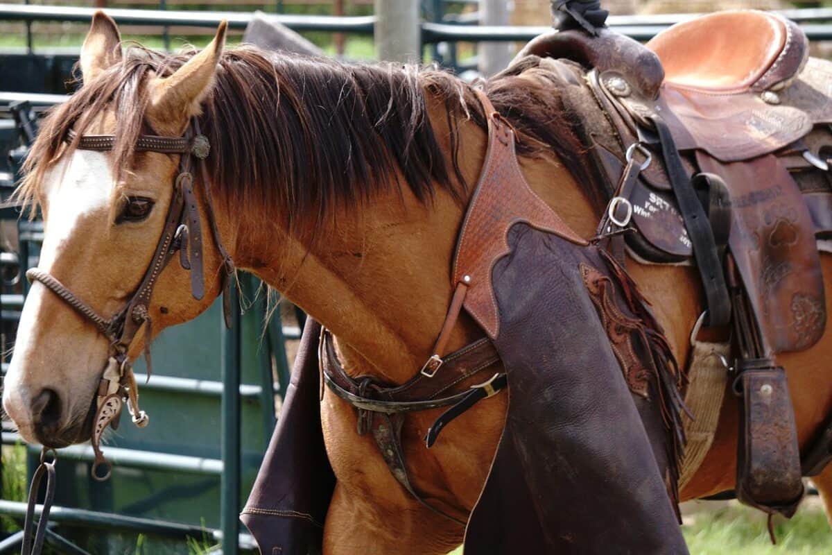horse, quarter horse, stock horse, cattle driver, animal, nature, quarter horse, quarter horse, quarter horse, quarter horse, quarter horse