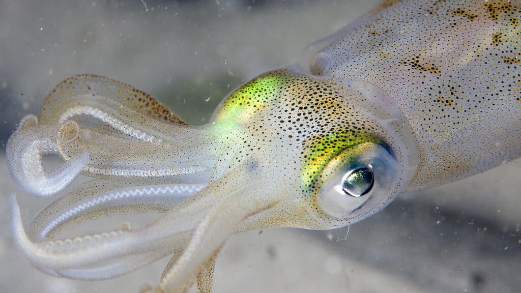A detailed sketch of Joubin's Squid showcasing its long, slender body and multiple arms, capturing the unique features of this deep-sea creature