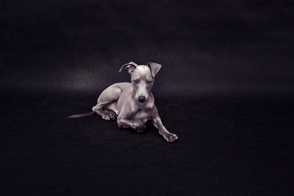 Italian greyhound puppy