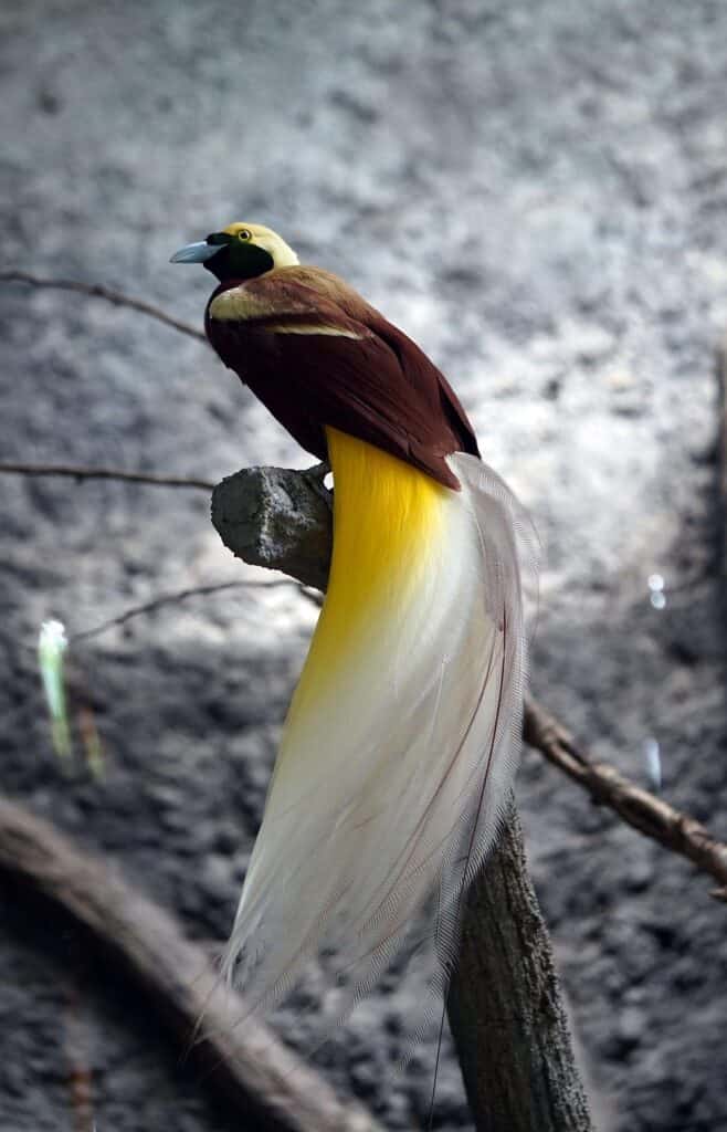 bird, paradisaea minor, beak, feathers, plumage, branch, animal, avian, nature, fauna