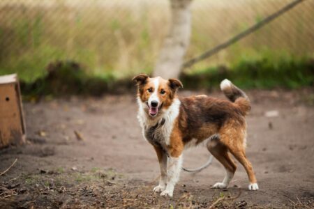 The 13 Smartest Dog Breeds That Outthink Their Owners
