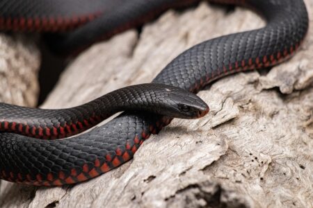 Can Animals Predict Earthquakes? The Science Behind the Mystery