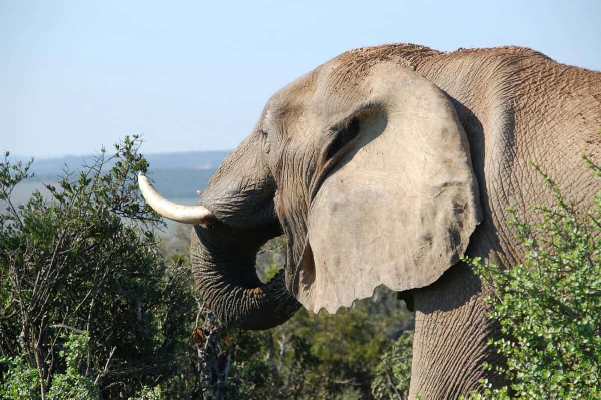 African Elephant