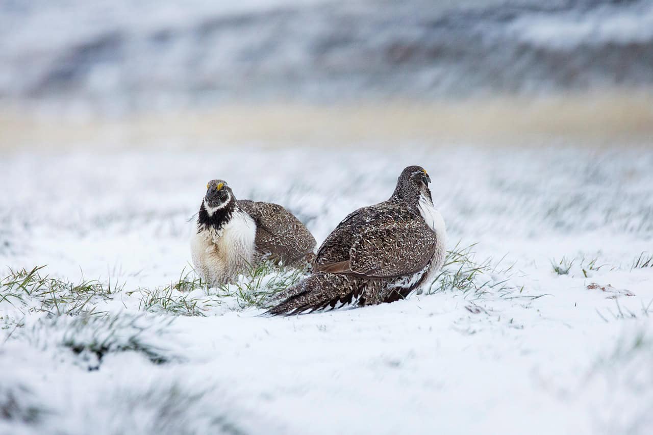greater sage-grouse, birds, winter, nature, wildlife, snow, endangered species, avian, ornithology, greater sage-grouse, greater sage-grouse, greater sage-grouse, greater sage-grouse, greater sage-grouse
