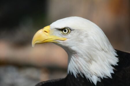 21 Bald Eagle Facts Every American Should Know