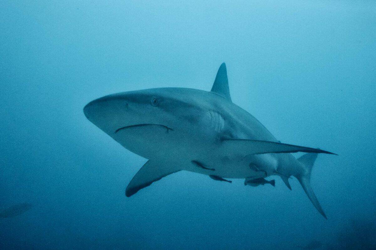Captivating underwater view of a shark swimming in the ocean depths.