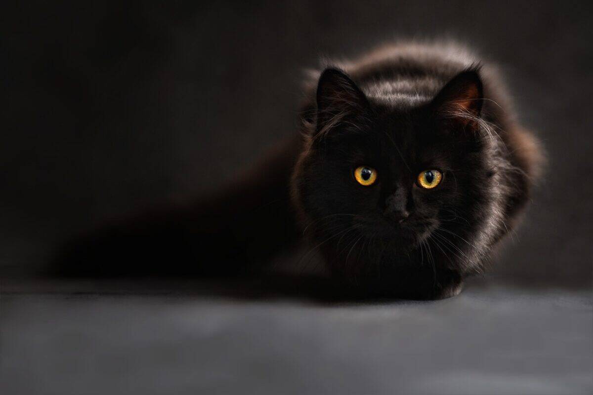 maine coon, cat, cat's eyes, animal, black cat, animal portrait, zoom background, kitty, pet, feline, domestic cat, cat portrait, cat, cat, cat, cat, cat