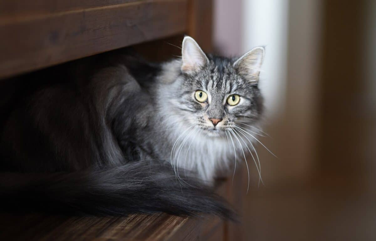 animal, nature, cat, pet, feline, mammal, whiskers, fur, cat, cat, cat, cat, cat