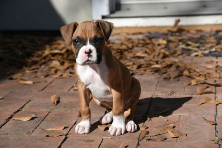 20 Dog Breeds That Would Risk Their Lives for Their Owners