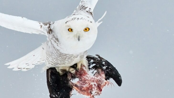 30 Powerful Predators That Dominate Their Habitat