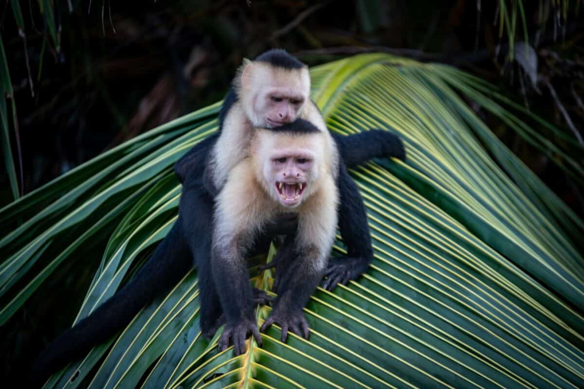 A couple of monkeys sitting on top of a palm tree