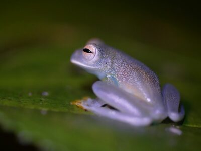 11 Frogs That Look Too Weird to Be Real
