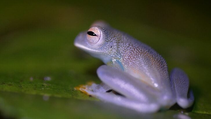 a fish swimming in water