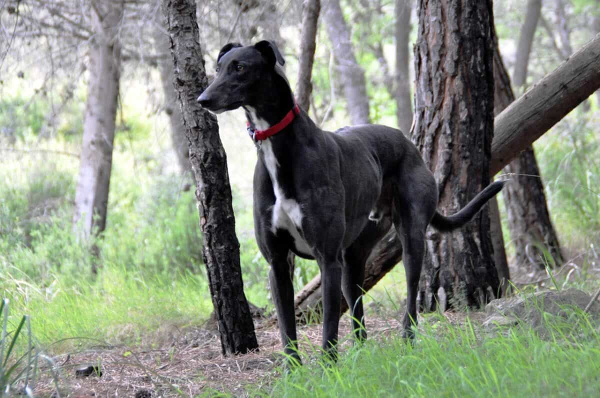 Greyhound