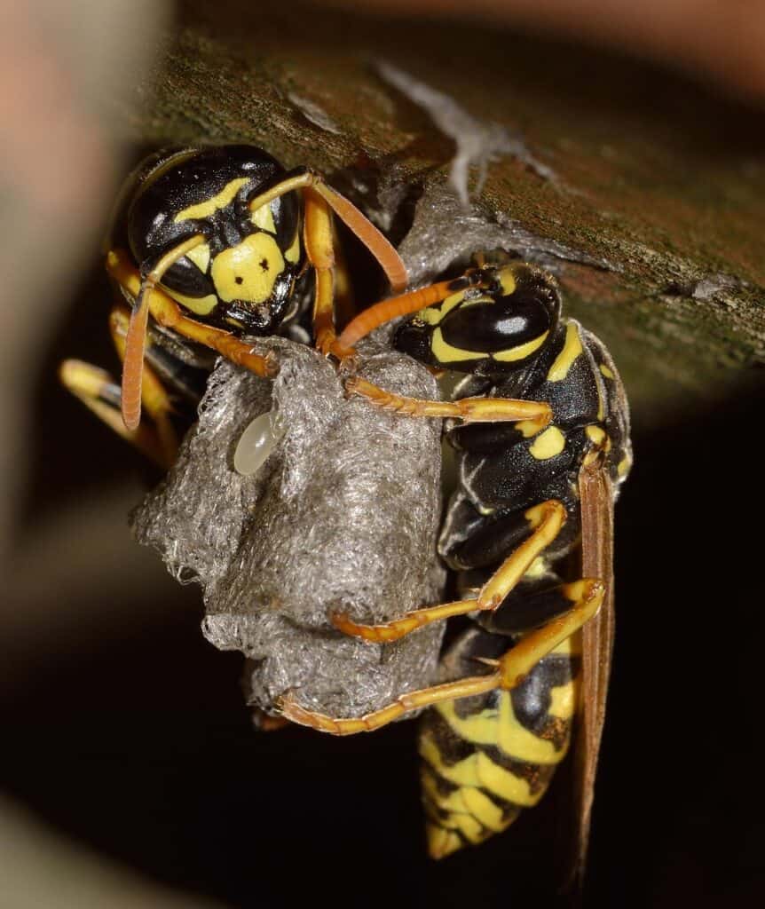 nature, hymenoptera, polistes