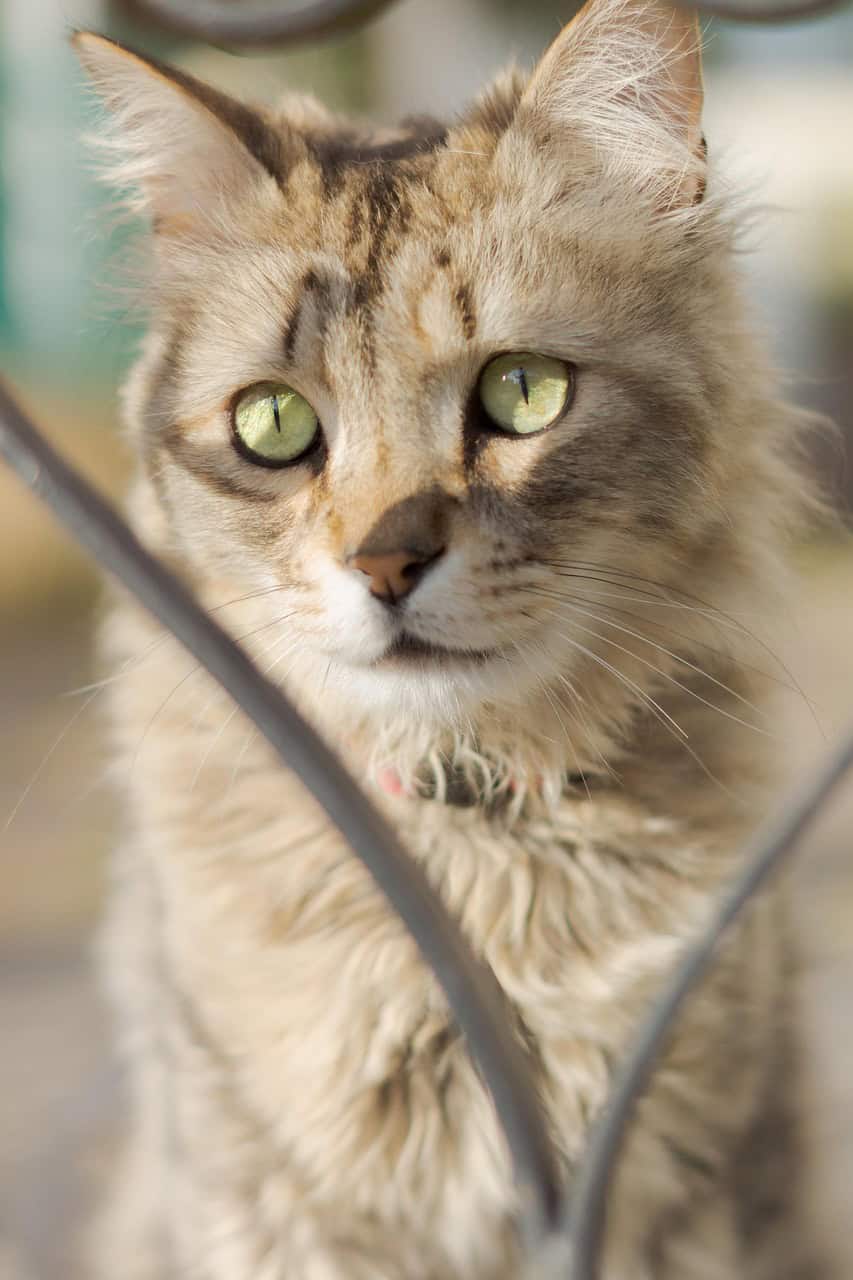 cat, laperm, breed, feline, pet, mammal, fur, whiskers, animal, eyes, nature, laperm, laperm, laperm, laperm, laperm