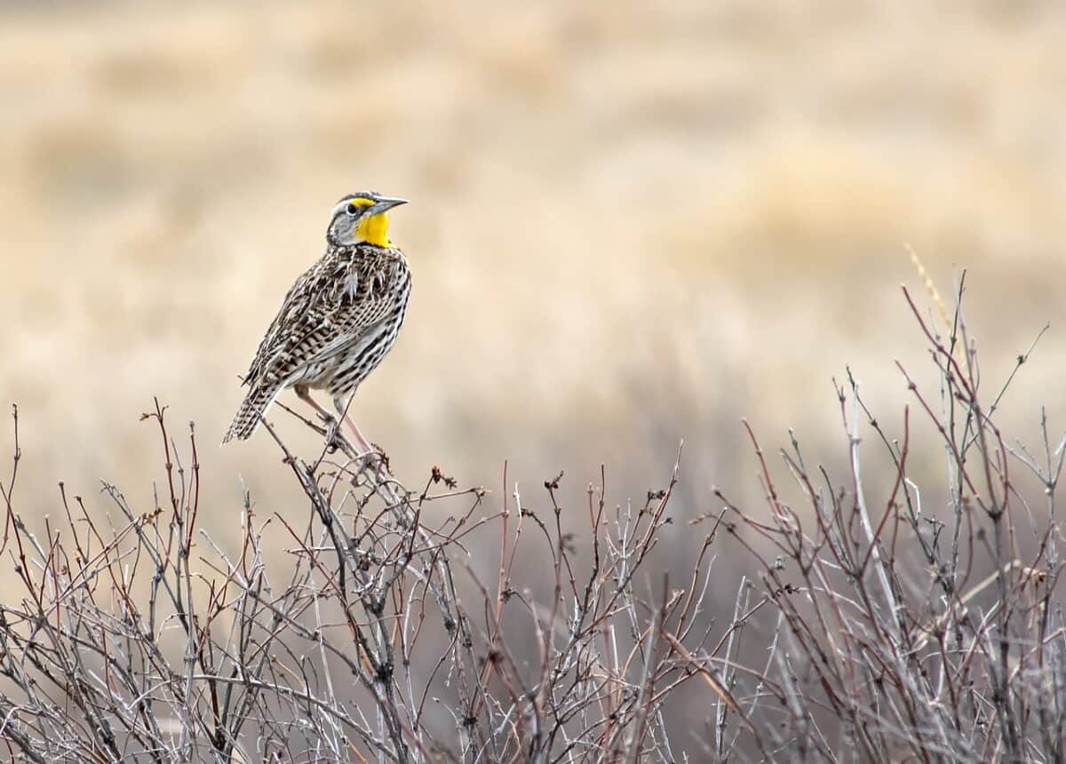 bird, western meadowlark, ornithology, species, fauna, avian, animal, wildlife, beak, montana, prairie, bird, western meadowlark, western meadowlark, western meadowlark, western meadowlark, western meadowlark, nature, montana, montana, montana, prairie, prairie, prairie