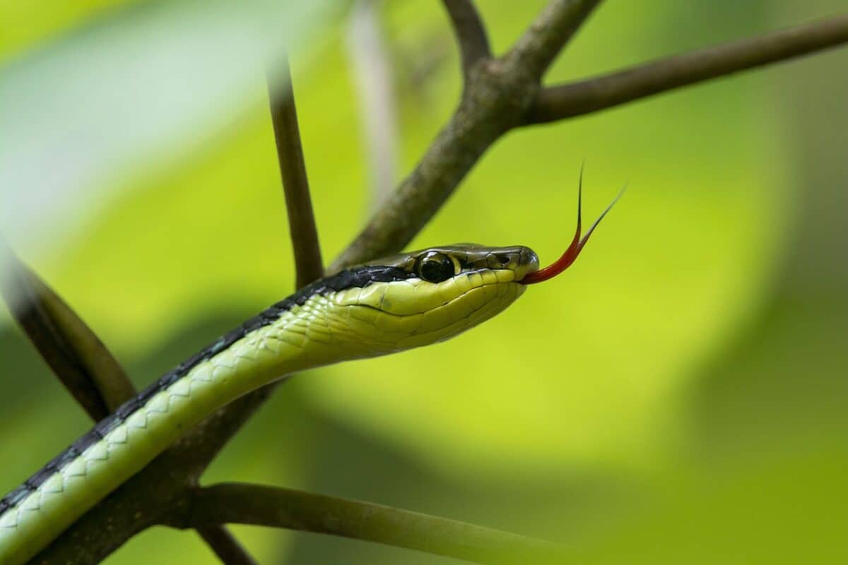snake, reptile, wildlife, animal, nature, non-venomous snake, close up, snake, snake, snake, snake, snake