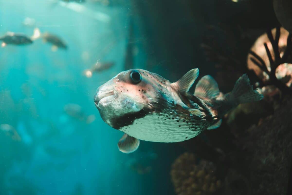Captivating underwater photo of a spotfin porcupine fish in Miami's marine life habitat.