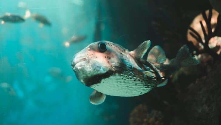 12 Most Dangerous Creatures Found in the Ocean