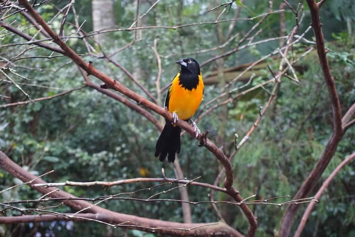 bird, campo troupial, ornithology, species, fauna, avian, animal, wildlife, habitat, nature, leaves, branch
