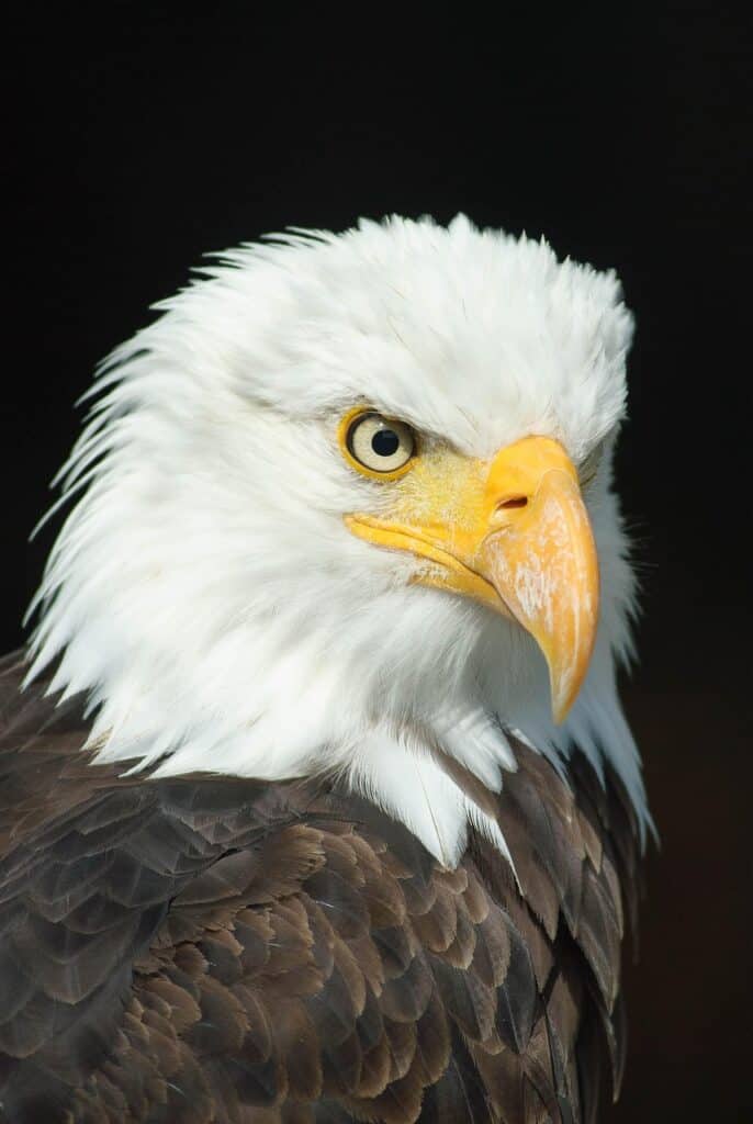 head, bird, eagle, eagle head, adler, bird of prey, raptor, animal, bill, bald eagle, nature, portrait, animal world, eagle, eagle, eagle, eagle, eagle