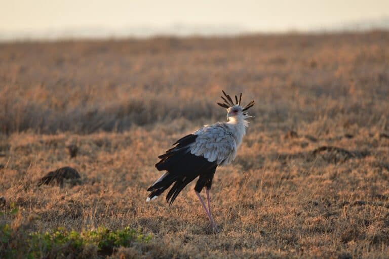 The Secretary Bird A Raptor That Hunts on Foot - Animals Around The Globe