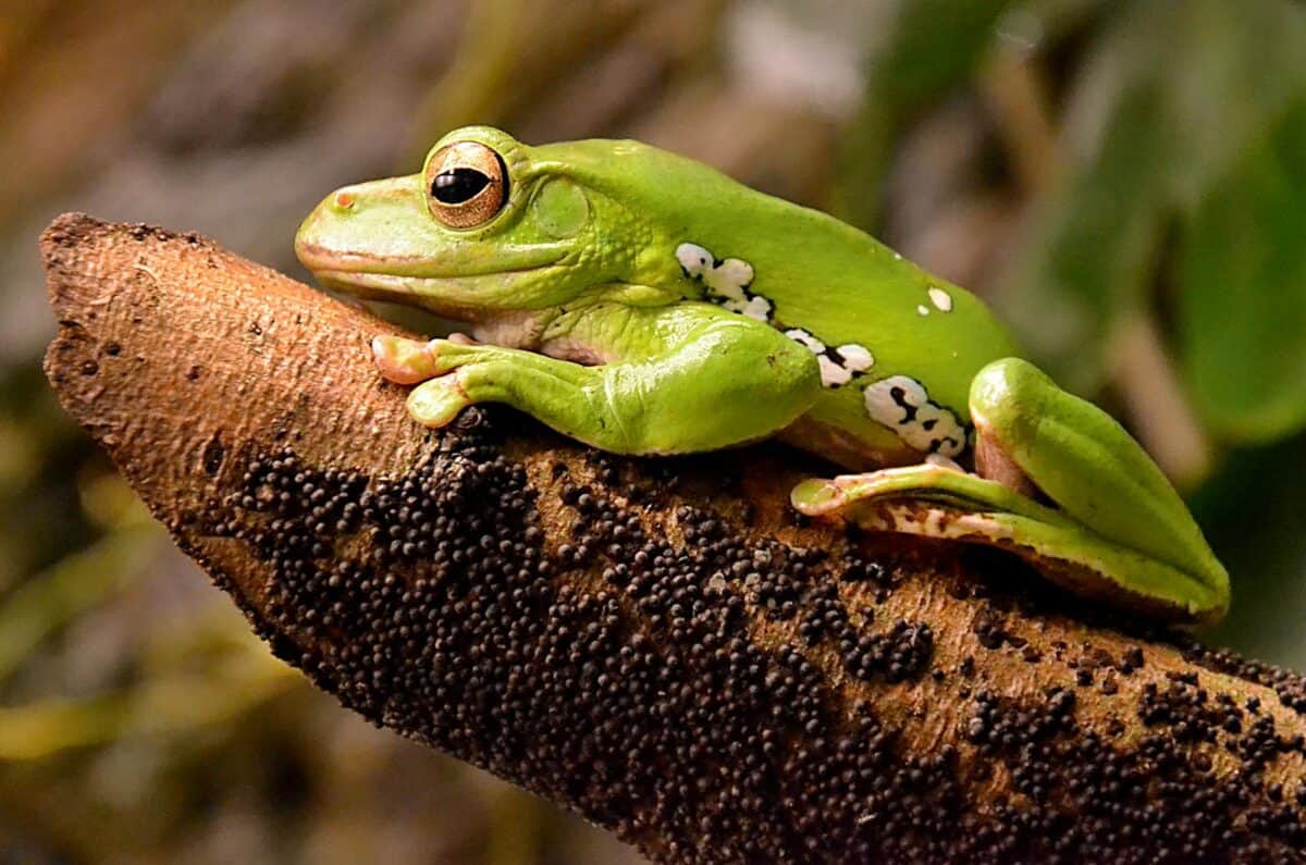 A Wallace's flying frog perched on a branch, its vibrant green body and webbed feet visible, ready for a leap.