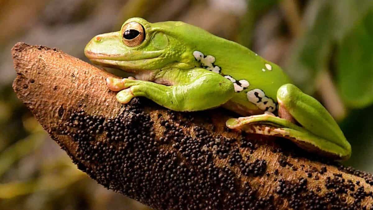 A Wallace's flying frog perched on a branch, its vibrant green body and webbed feet visible, ready for a leap.