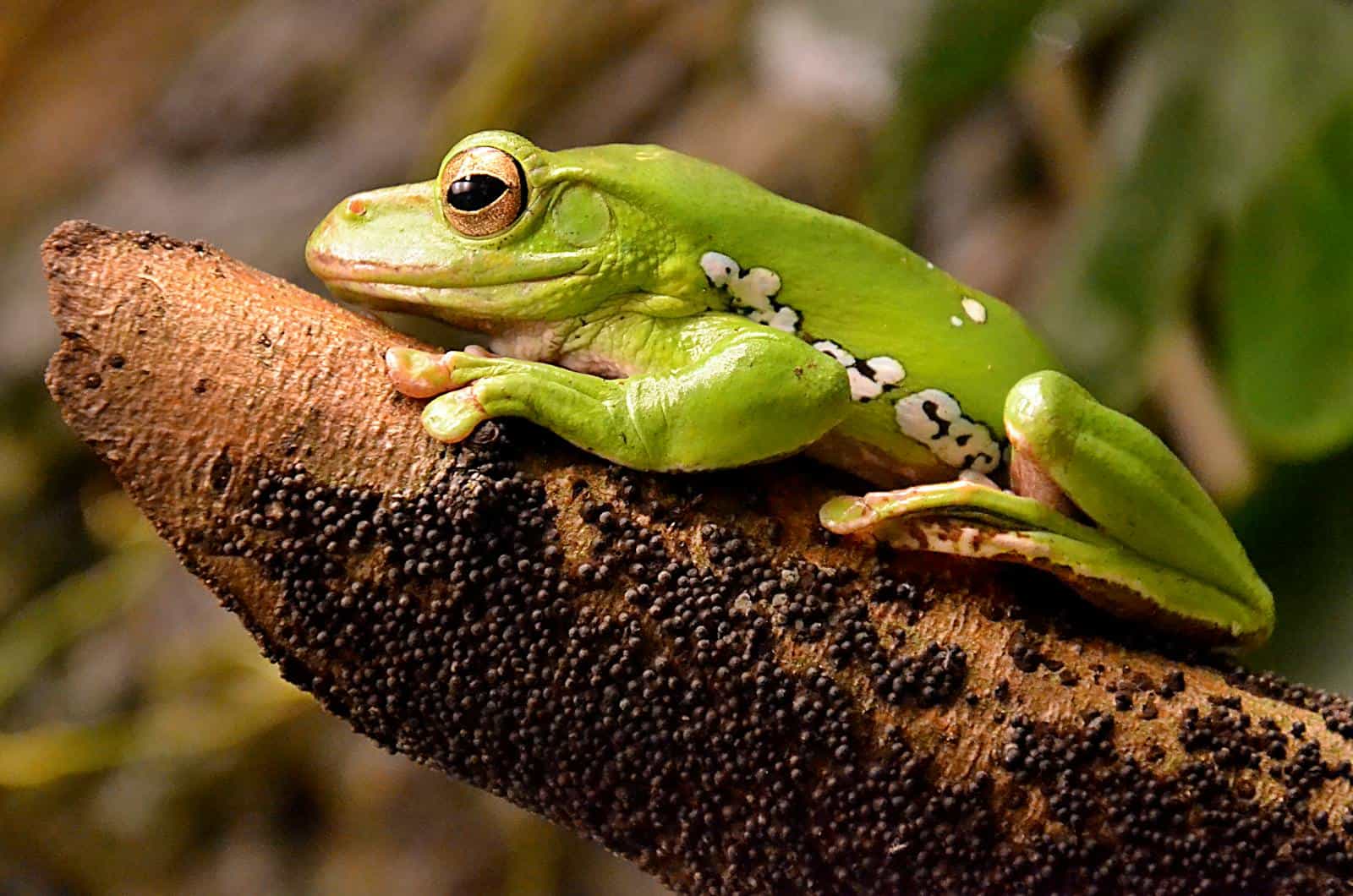 A Wallace's flying frog perched on a branch, its vibrant green body and webbed feet visible, ready for a leap.