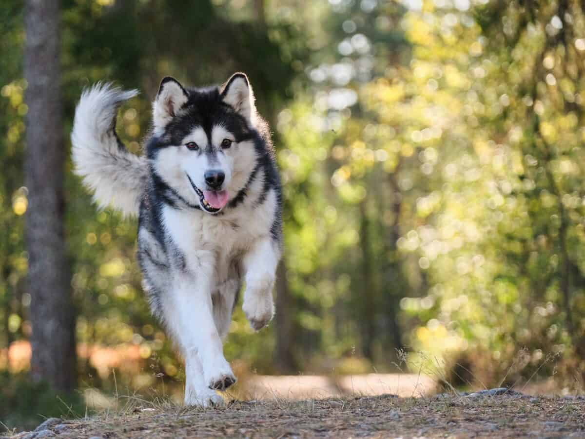 dog, canine, cute, pet, malamute, alaskan, portrait, fur, domestic, mammal, sled dog, sweet, dog, animal, dog, dog, dog, dog