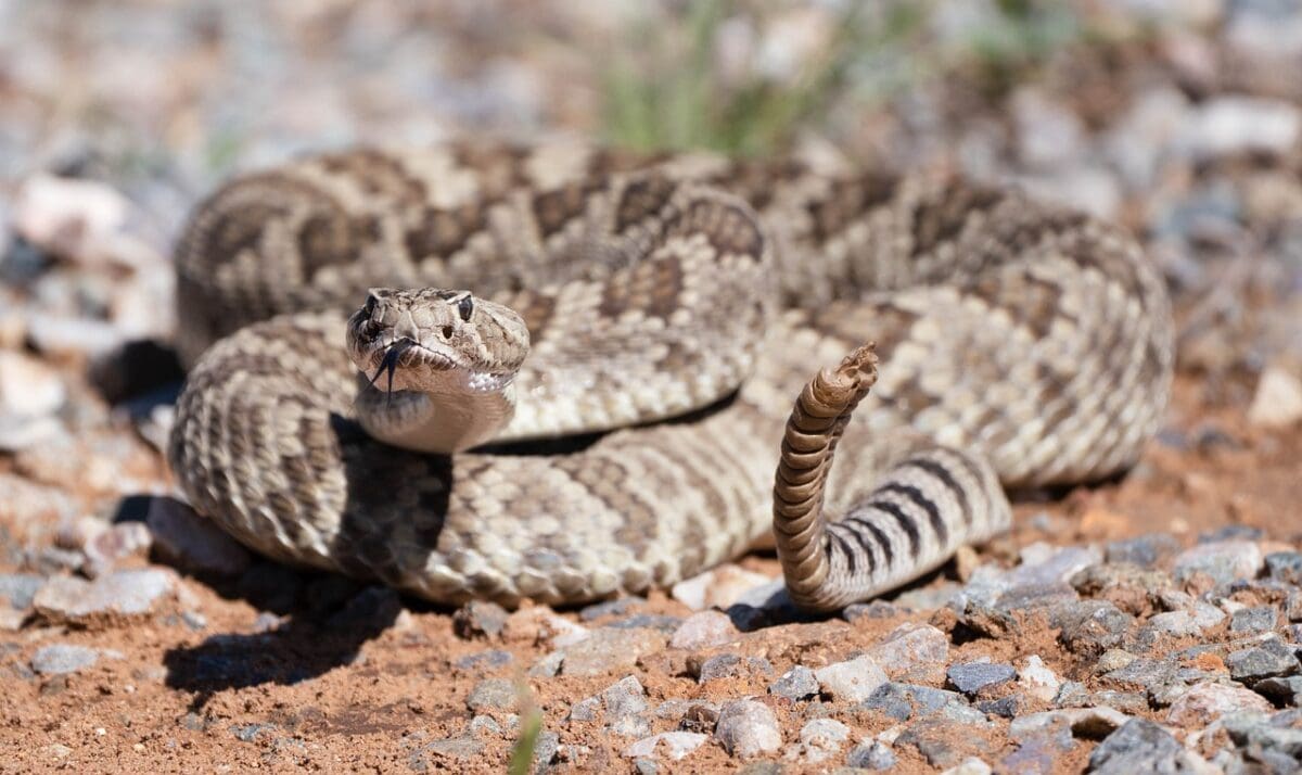 snake, diamondback, reptile, viper, python, rattlesnake, animal, nature, rattlesnake, 