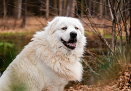 17 Human Behaviors that Dogs Just Can&rsquo;t Tolerate