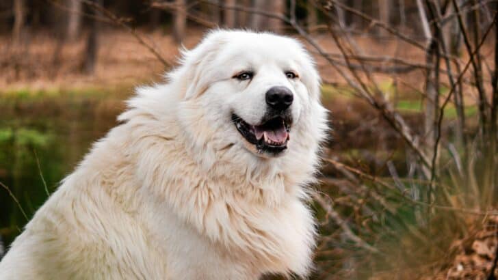 17 Human Behaviors that Dogs Just Can’t Tolerate