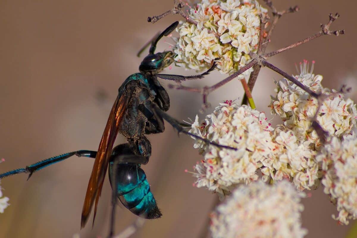 wasp, flower wallpaper, insect, flower, bug, plant, stinging bug, tarantula hawk, stinging wasp, chlorion, nature, beautiful flowers, closeup, tarantula hawk, tarantula hawk, tarantula hawk, flower background, tarantula hawk, tarantula hawk