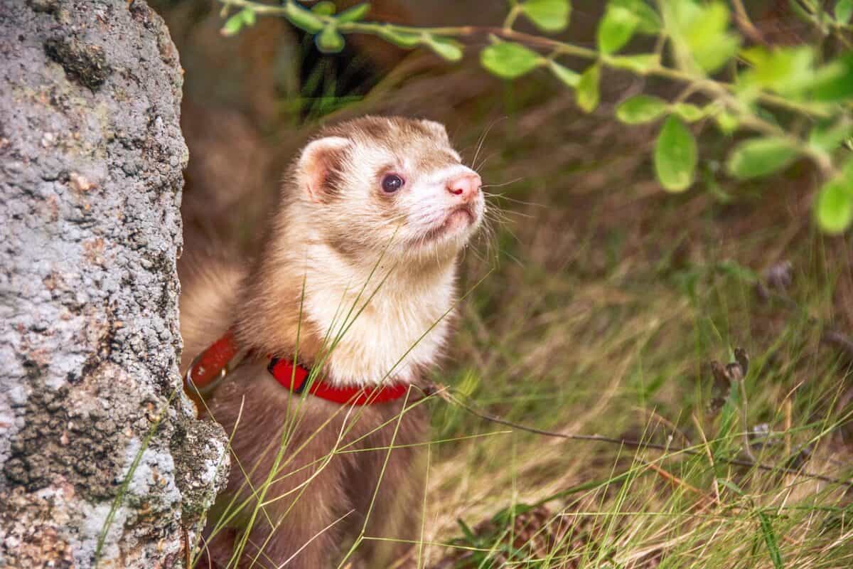 ferret, animal, nature, fauna, wildlife, ferret, ferret, ferret, ferret, ferret