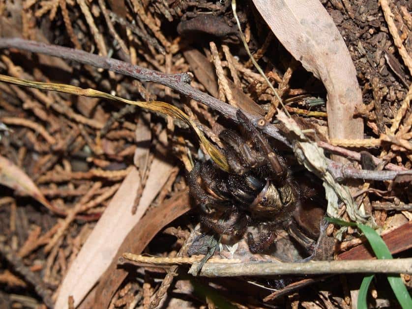 Trapdoor Spider