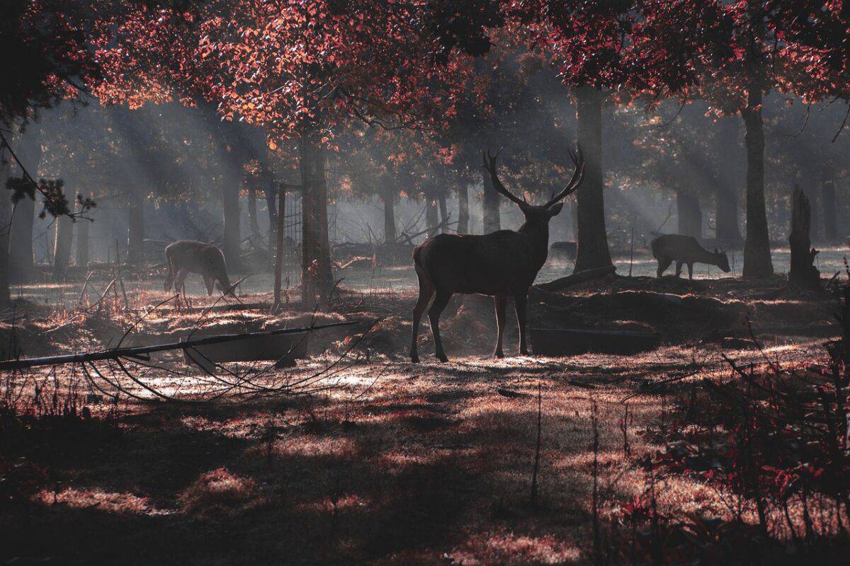 deer, forest, wild, morning, fog, autumn, nature, deer, deer, deer, deer, deer, forest, autumn, nature