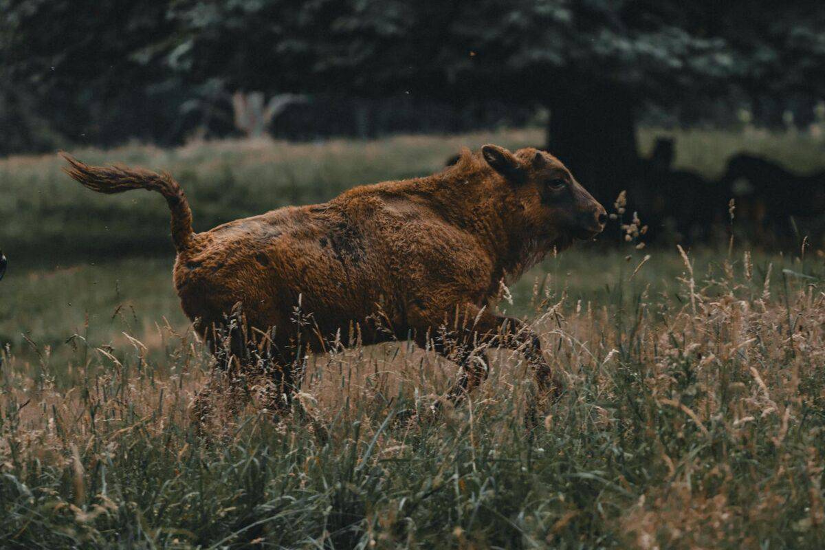 Wild bull with brown fur and fluffy tail running in meadow while grazing among trees and grass