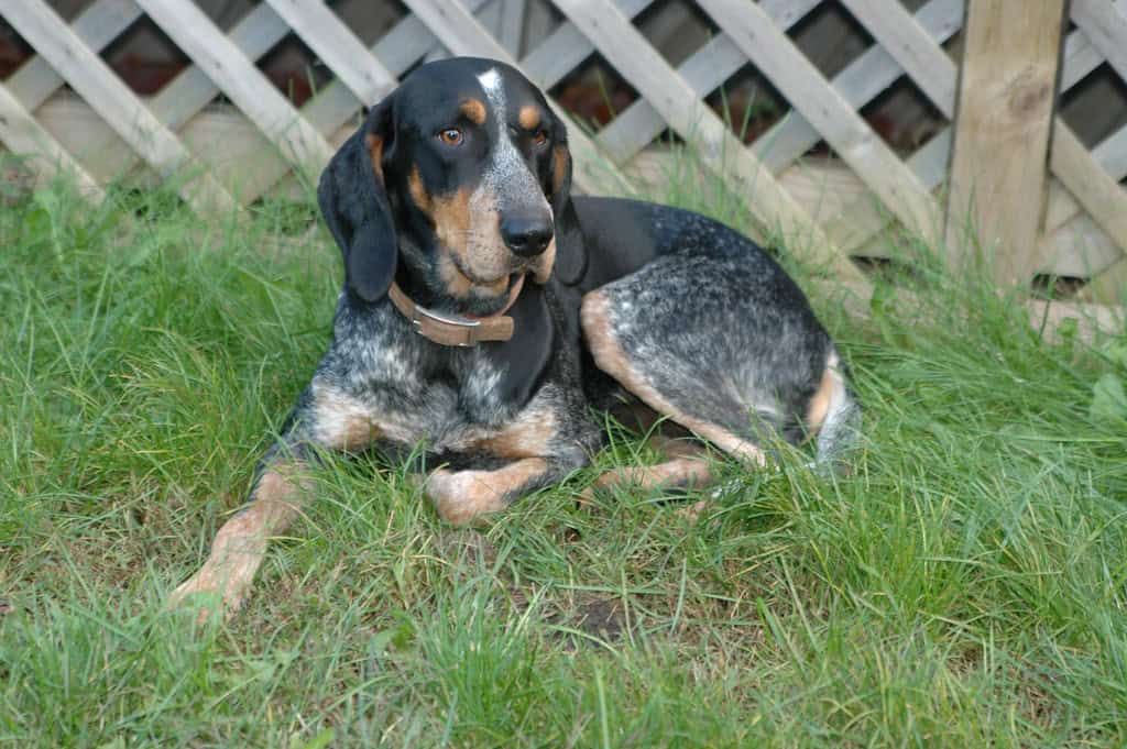 Bluetick Coonhound