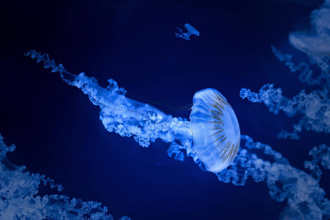 The worlds most dangerous jellyfish is spreading here is why animals