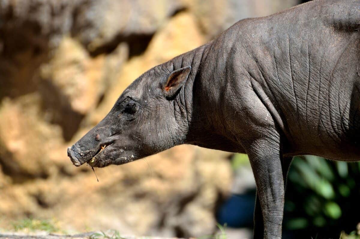 pig, sulawest babirusa, animal, mammal, rare, tusk, wildlife, nature