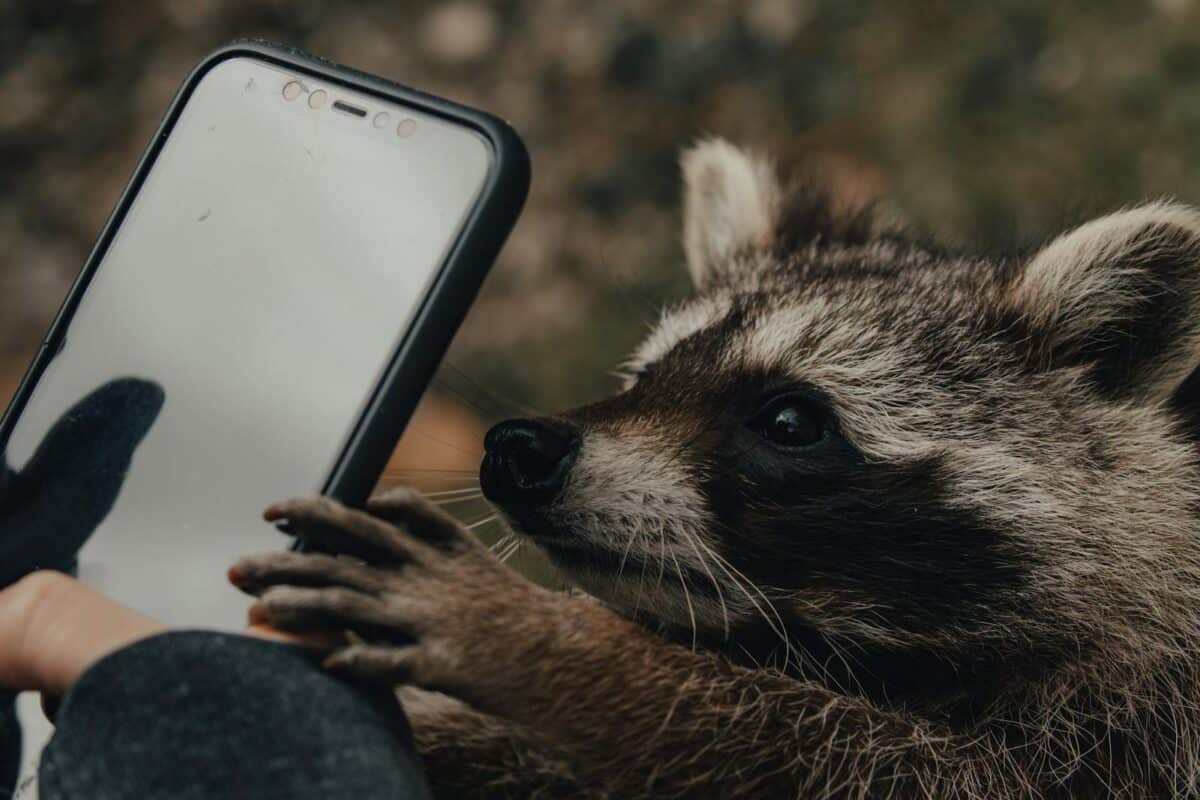 Raccon Taking a Phone
