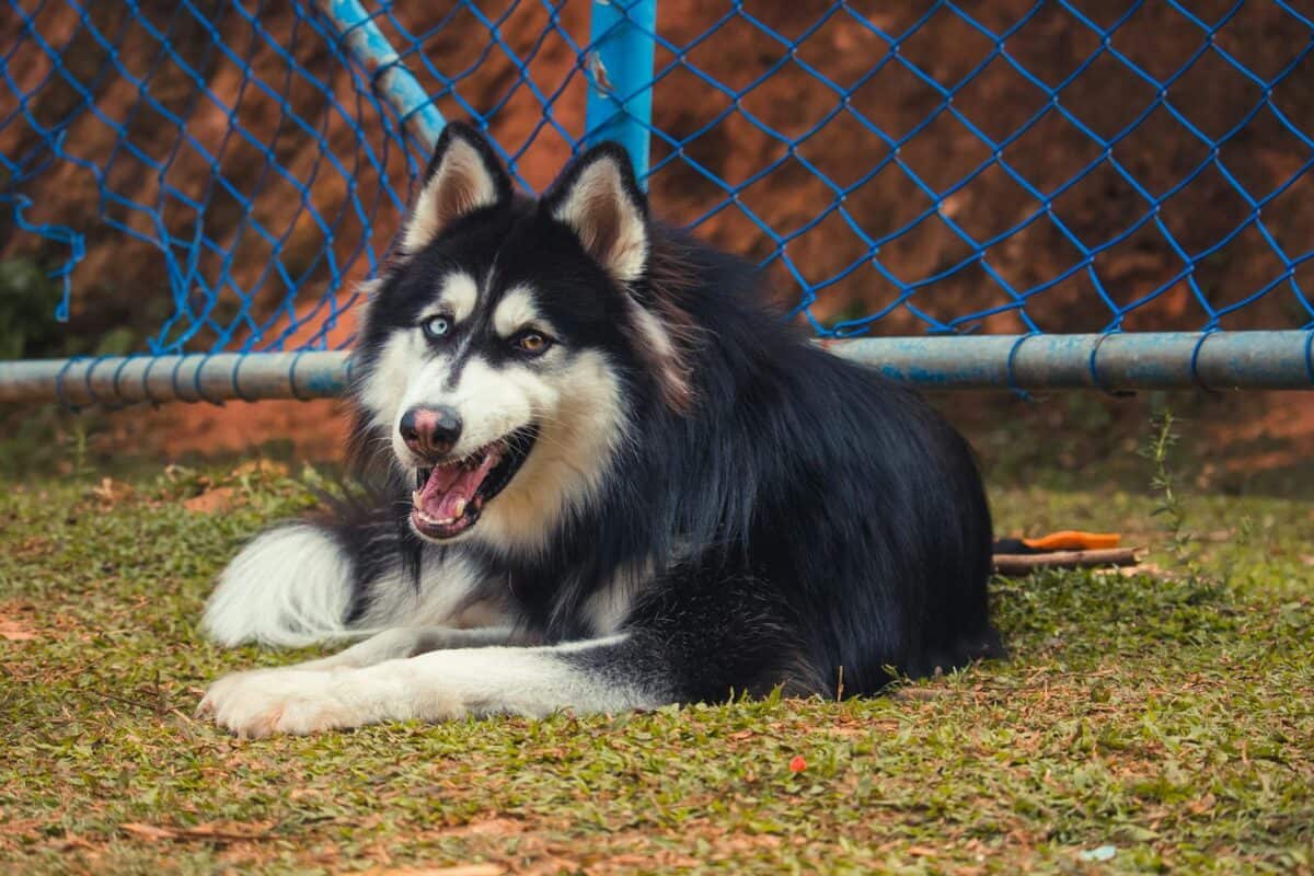 Siberian Husky dog lying on grass, looking cheerful and relaxed by a blue fence.